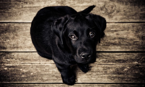 black labrador puppy- pet sitting north Phoenix