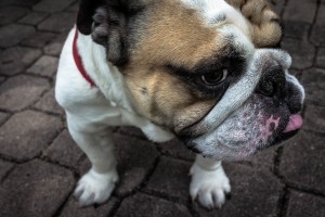 Bulldog - dog walking north Phoenix