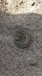 rattlesnake in horse corral