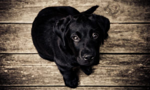 black lab puppy with dog walker 85308